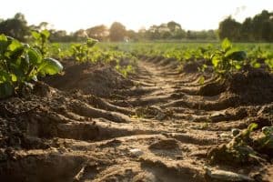 Is Soil A Renewable